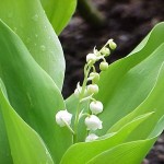 muguet-1er-mai