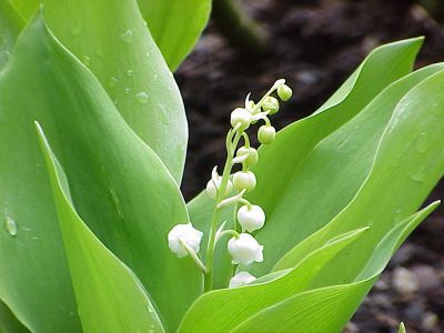 muguet-1er-mai